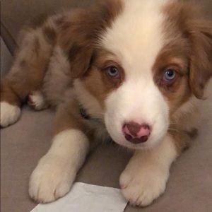 Meet your Posher, Mesut